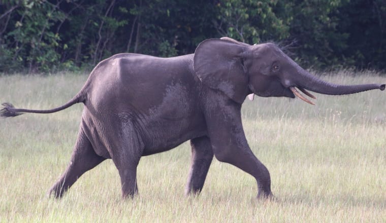 Afrikanischer Waldelfant in Gabun