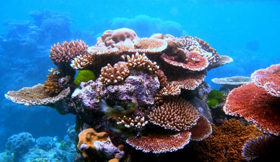 Steinkorallen im Great Barrier Reef, Australien