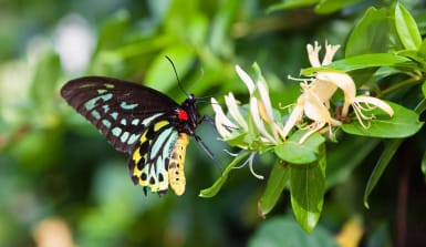 Der Cairns-Vogelfalter gehört mit 28 cm Flügelspannweite zu den größten Schmetterlingen der Erde