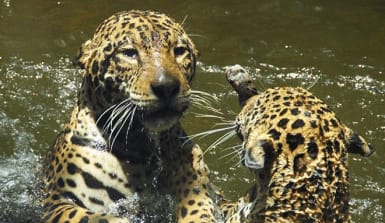 Zwei spielende Jaguare